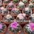Ariocarpus confusus AL 280 (La Escondida, Nuevo Leon)
