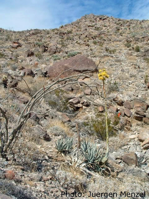 Agave desertii (Box Canyon, CA)