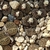 Lithops leslei fma Kimberley C 341