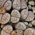 Lithops karasmontana v. eberlanzii 'erniana' C 209