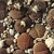 Lithops hookeri v subfenestrata 'brunneoviolacea' C 019