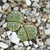Lithops helmutii PV 1039