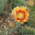 Opuntia phaeacantha (Fremont Co, CO)
