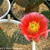 Opuntia woodsii hybrid
