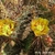 Opuntia phaeacantha hybrid (Oklahoma)