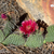 Opuntia polyacantha 'reds'