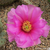 Opuntia polyacantha x aurea (Puite Co, UT)