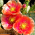 Opuntia pottsii & hybrids
