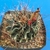 Ferocactus setispinus (Kimble Co. TX)