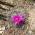 Mammillaria wrightii JRT 5195 (San Miguel Co, NM)