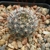 Mammillaria meridiorosei (Peloncillo Mts, San Miguel Co, NM)
