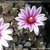 Turbinicarpus schmiedickeanus ssp. rubriflorus 'ellisae'