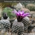 Turbinicarpus valdezianus LX 614 (Artega, Coahuila, Mex)