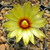 Coryphantha sulcata JRT 4162 (Williamson Co. TX)