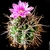 Gymnocalycium horridispinum GN 384-1286
