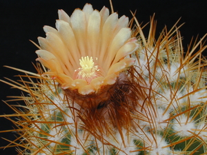 Parodia aureicentra MN 17