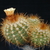Parodia aureicentra MN 17