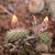 Parodia formosa ´winbergii´ MN 313 (San Lucas-Peña Alta, Jujuy, 1280m, Arg)