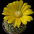 Parodia formosa 'winbergii' MN 313 (San Lucas-PeÐa Alta, Jujuy, 1280m, Arg)