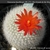 Notocactus haselbergii PR 273