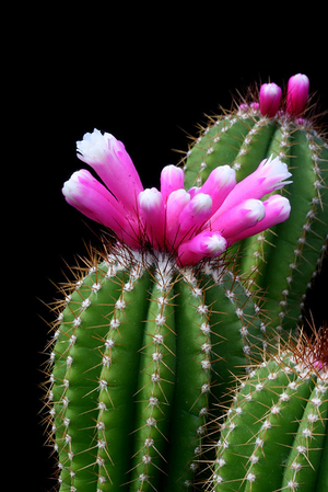 Pierrebraunia bahiensis  AH 307 (N Chapada, Brazil)