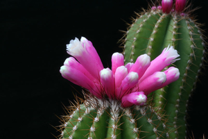 Pierrebraunia bahiensis  AH 307 (N Chapada, Brazil)