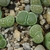 Lithops salicola cv. Malachite