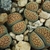 Lithops verruculosa C 159 (30km East-North-East of Vanwyksvlei, Cape Province)