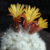 Rimacactus lauii
