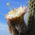 Trixanthocereus senilis