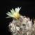 Turbinicarpus flaviflorus (Santa Rita , SLP)