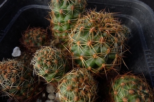 [PLANT/PFLANZE] Rebutia suphtutiana WR 741