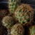 [PLANT/PFLANZE] Rebutia suphtutiana WR 741