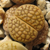 Lithops hallii 'brown' C 136 (35 km ENE of Strydenburg, South Africa)
