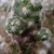 [PLANT/PFLANZE] Mammillaria saboe ssp. haudeana