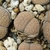 Lithops fulviceps v. lactinea C 222 (100 km ESE of Keetmanshoop, Namibia)
