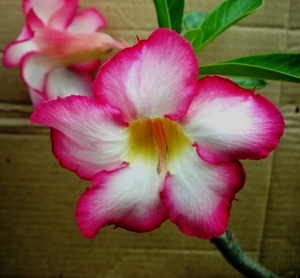 Adenium obesum ssp. multiflorum