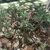 Adenium multiflorum 'arabicum'