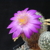 Mammillaria deherdtiana Mitla, Oaxaca, Mexico)