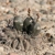Gymnocalycium gibbosum v. chubutense JN 924 (Gaiman to Estancia YPF, Chubut, Argentina)