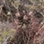 Austrocactus patagonicus JN 913 (Estancia El Palermo, Rio Negro, Argentina)