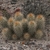 Austrocactus bertinii JN 920 (Sierra Telsen, Chubut, Argentina)
