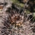 Austrocactus bertinii JN 935 (Estancia El Sauce, Chubut, Argentina)