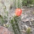 Corryocactus erectus JN 1558 (Quebrada Andahhuaylillas, Peru)