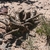 Pterocactus tuberosus JN 950 (Avenida Argentina, Neuquen, Argentina)