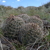 Escobaria vivipara MN 0406 (S Hogan Pass, SR72, 2568, Utah, USA)