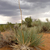 Yucca spec. aff angustissima MN 0413 (Upper Kanab Creek, Kane Co, 1750, Utah, USA)