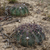Echinopsis rojasii MN 0426 (11km W of Mairana, Florida, Santa Cruz, 1912, Santa Cruz, Bolivia)