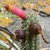 Cleistocactus candelilla MN 0427 (5km W Agua Blanca, 1216, Santa Cruz, Bolivia)