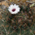 Gymnocalycium pflanzii 'zegarrae' MN 0431 (5km w Pampagrande, 1339, Santa Cruz, Bolivia)